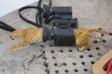 "come closer" Leopard, Katharina Kretzschmar, Kunst